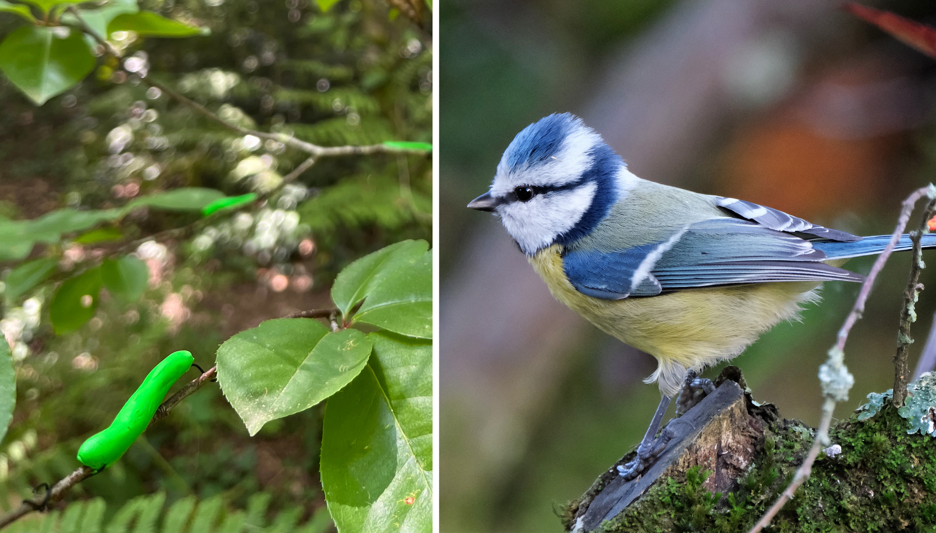 Les oiseaux sont-ils dérangés par notre présence ?   Expérience au Bois du Burck (33)